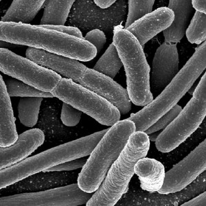 Germania, batterio E.Coli: i cetrioli non c'entrano