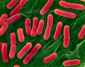 Germania: il batterio E.Coli nei cetrioli