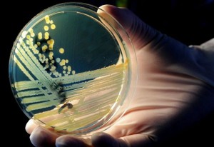 Batterio Killer: il 79% degli italiani teme il contagio