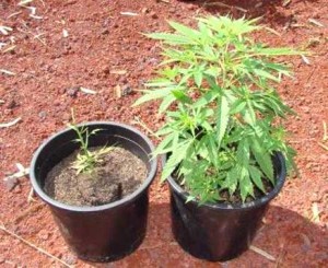 piantina-marijuana-facebook