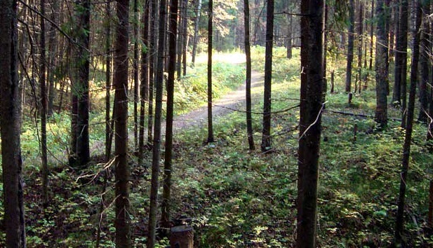 La Biblioteca del futuro è un bosco della Norvegia