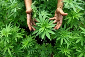 Marijuana, lo Stato dà il via libera all'Esercito