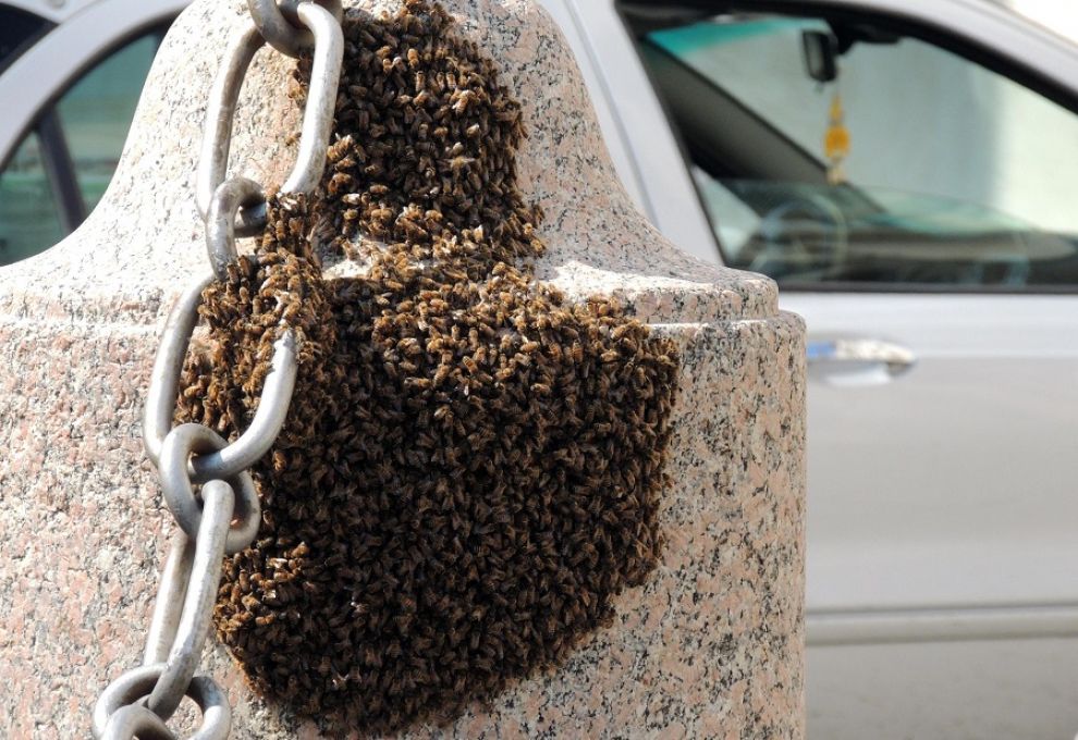 Milano, panico per uno sciame di insetti