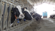 Farmaci alle mucche per produrre più latte, anche in Sicilia