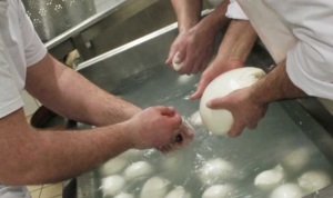 Mozzarella adulterata nel casertano, arrestati allevatori e veterinari