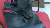 Ruba un cane ma lo perde e ne denuncia lo smarrimento