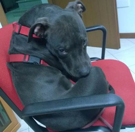 Ruba un cane ma lo perde e ne denuncia lo smarrimento