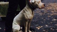 Uccise barbone a calci e pugni per una carezza al cane, arrestato