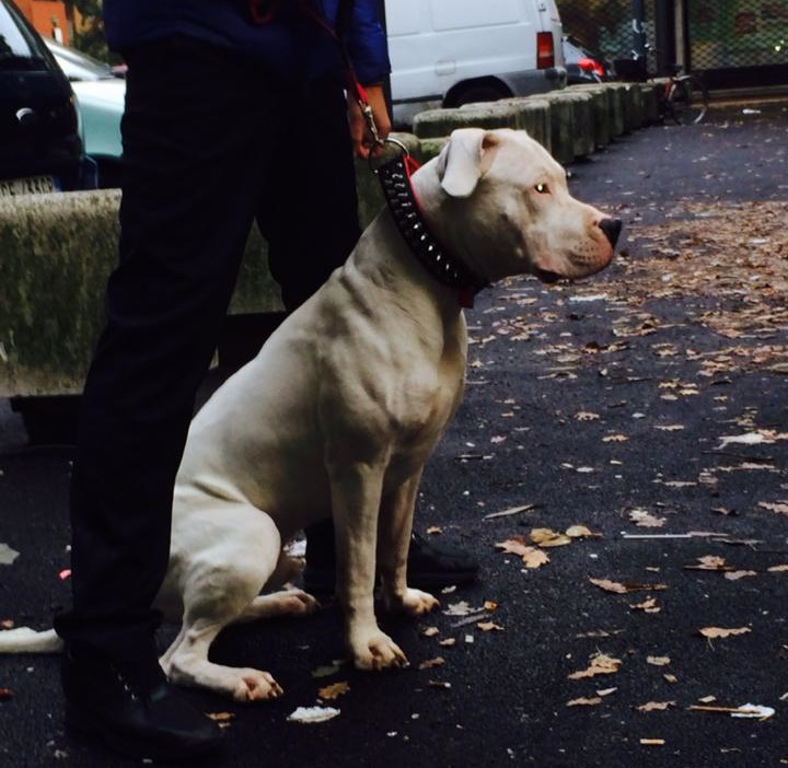 Uccise barbone a calci e pugni per una carezza al cane, arrestato