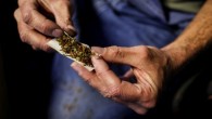 La "Super cannabis" sarebbe causa di un disturbo psicotico su 4