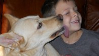 Le leccate dei nostri amici cani avrebbero dei forti effetti immunitari
