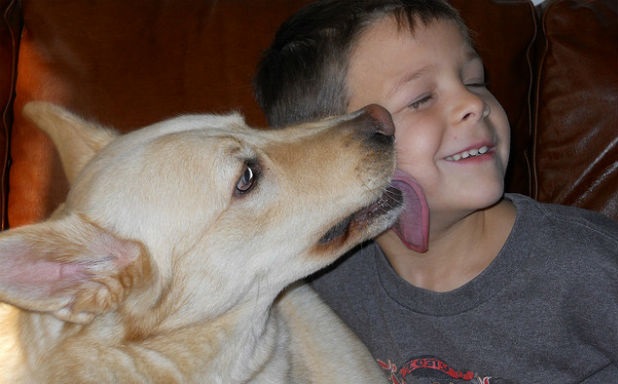 Le leccate dei nostri amici cani avrebbero dei forti effetti immunitari