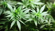 Cannabis: presto una legge per legalizzarla, "adesioni bipartisan"