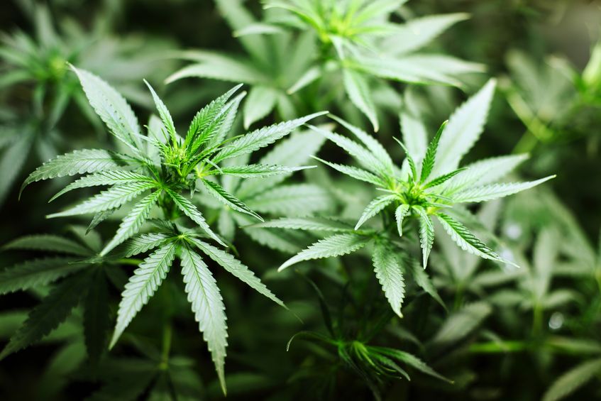 Cannabis: presto una legge per legalizzarla, "adesioni bipartisan"