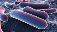 Batteri super resistenti, l'Inghilterra lancia l'allarme: "Rischio epidemie"