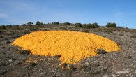 Catania, energia pulita dagli scarti degli agrumi trasformati in succo