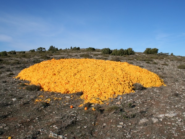 Catania, energia pulita dagli scarti degli agrumi trasformati in succo