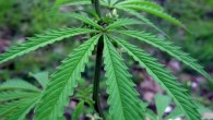 Olio di CBD, dalla canapa un integratore alimentare dai molteplici benefici