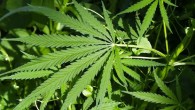 USA: Governo finanzia progetto su cannabis terapeutica. Lo dirigerà un italiano