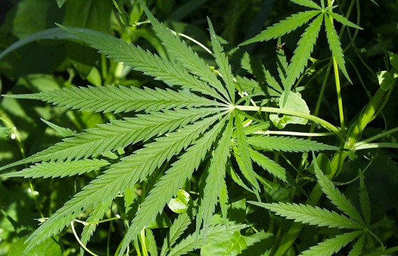 USA: Governo finanzia progetto su cannabis terapeutica. Lo dirigerà un italiano