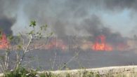 Emergenza incendi, a Gallipoli il provvidenziale intervento degli agenti della Polizia