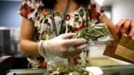 Cannabis, oggi il voto: discussione su condizioni d'uso e autocoltivazione