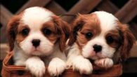 Dognapping, aumentano in Italia i rapimenti di cani: denunciati solo il 3%