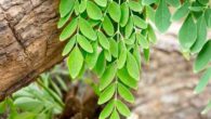 Cosa devi sapere sulla Moringa