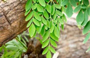 Cosa devi sapere sulla Moringa