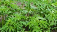 Canapa: una pianta, mille utilizzi