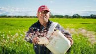 L'agricoltura siciliana torna a puntare sul riso