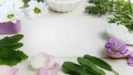 Esplorando il potere curativo delle piante